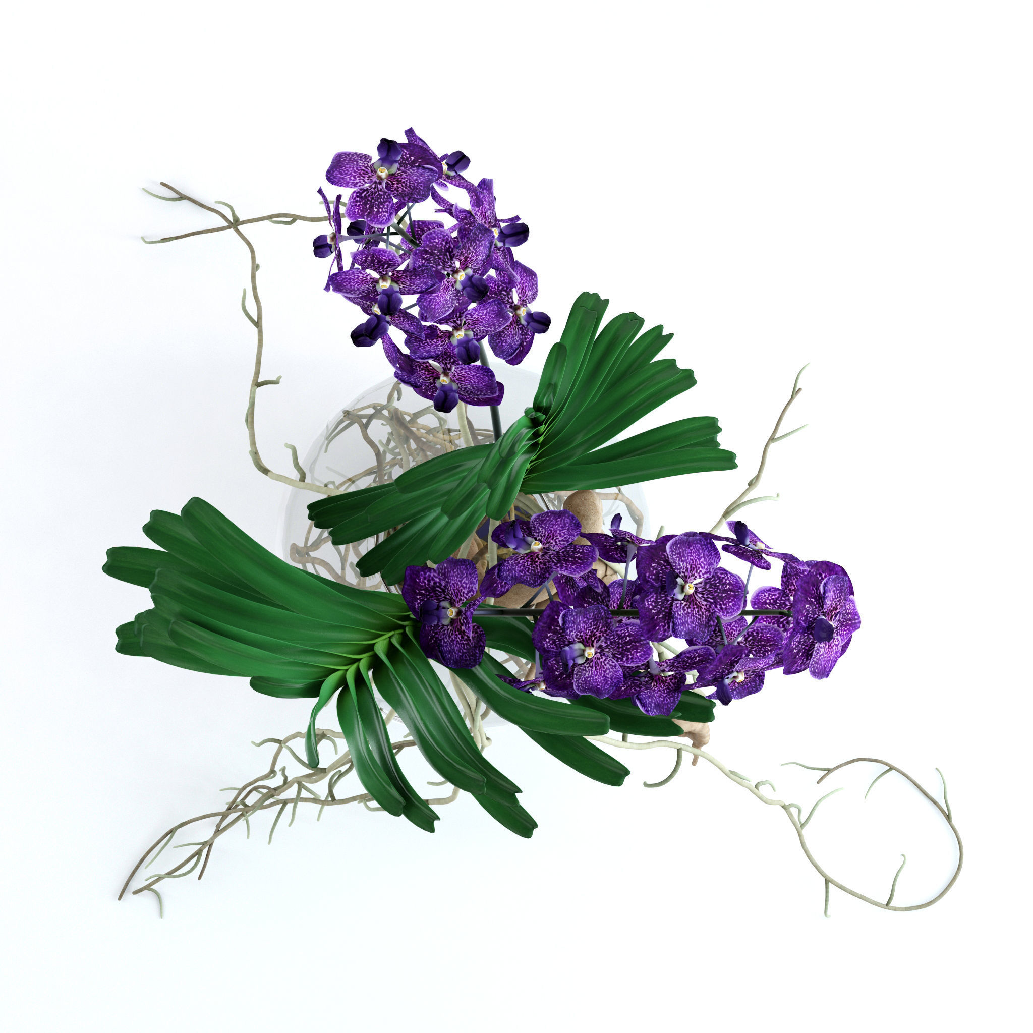 Vanda orchids 3D model_7