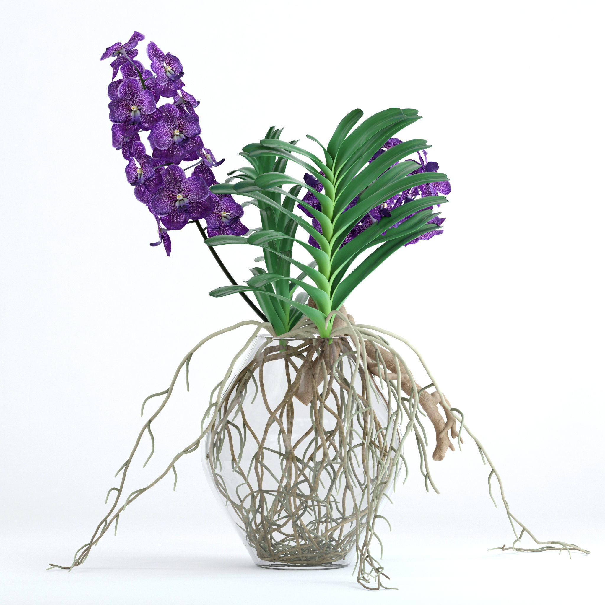 Vanda orchids 3D model_2