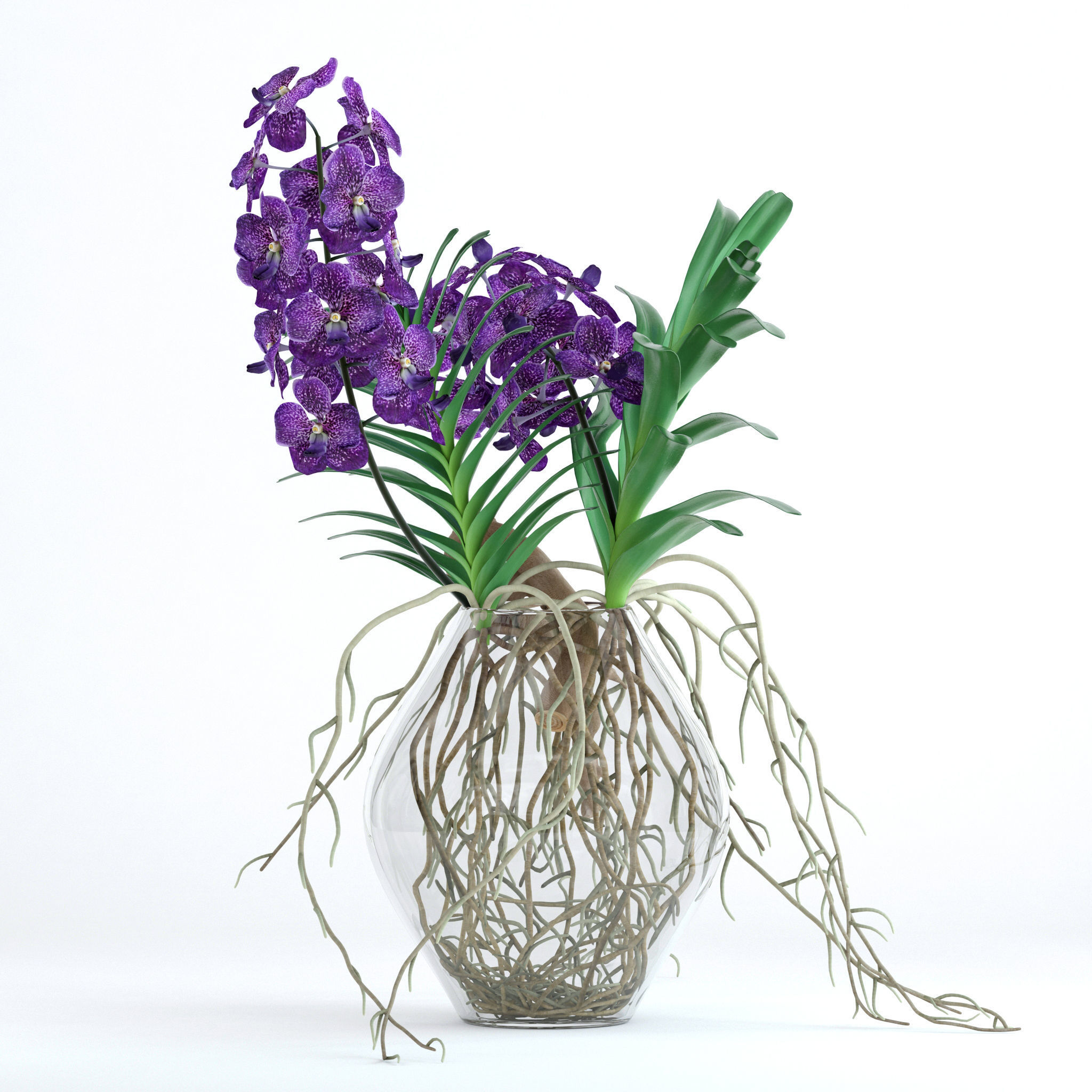 Vanda orchids 3D model_3