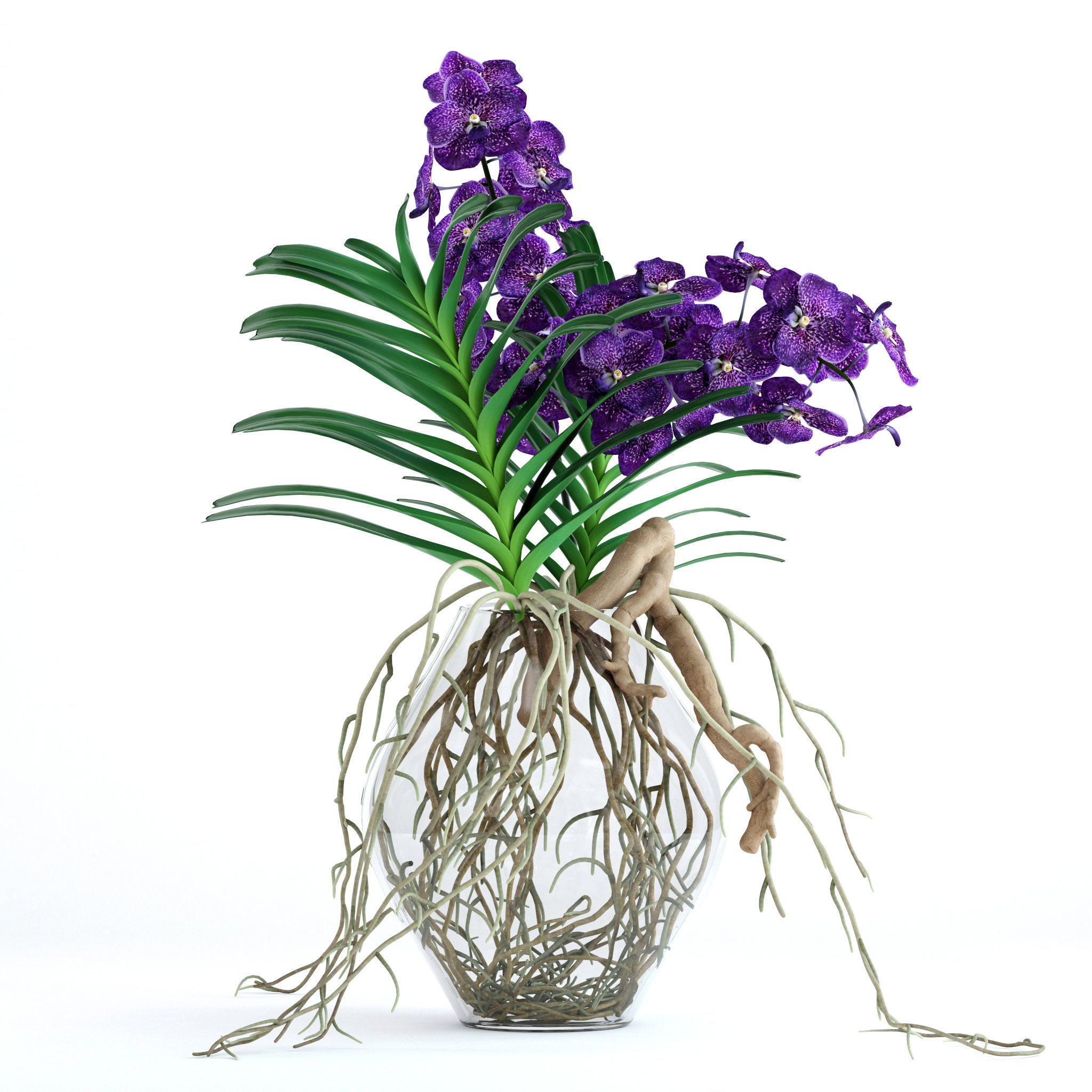 Vanda orchids 3D model_1