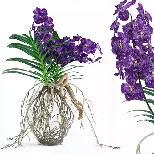 Vanda orchids 3D model