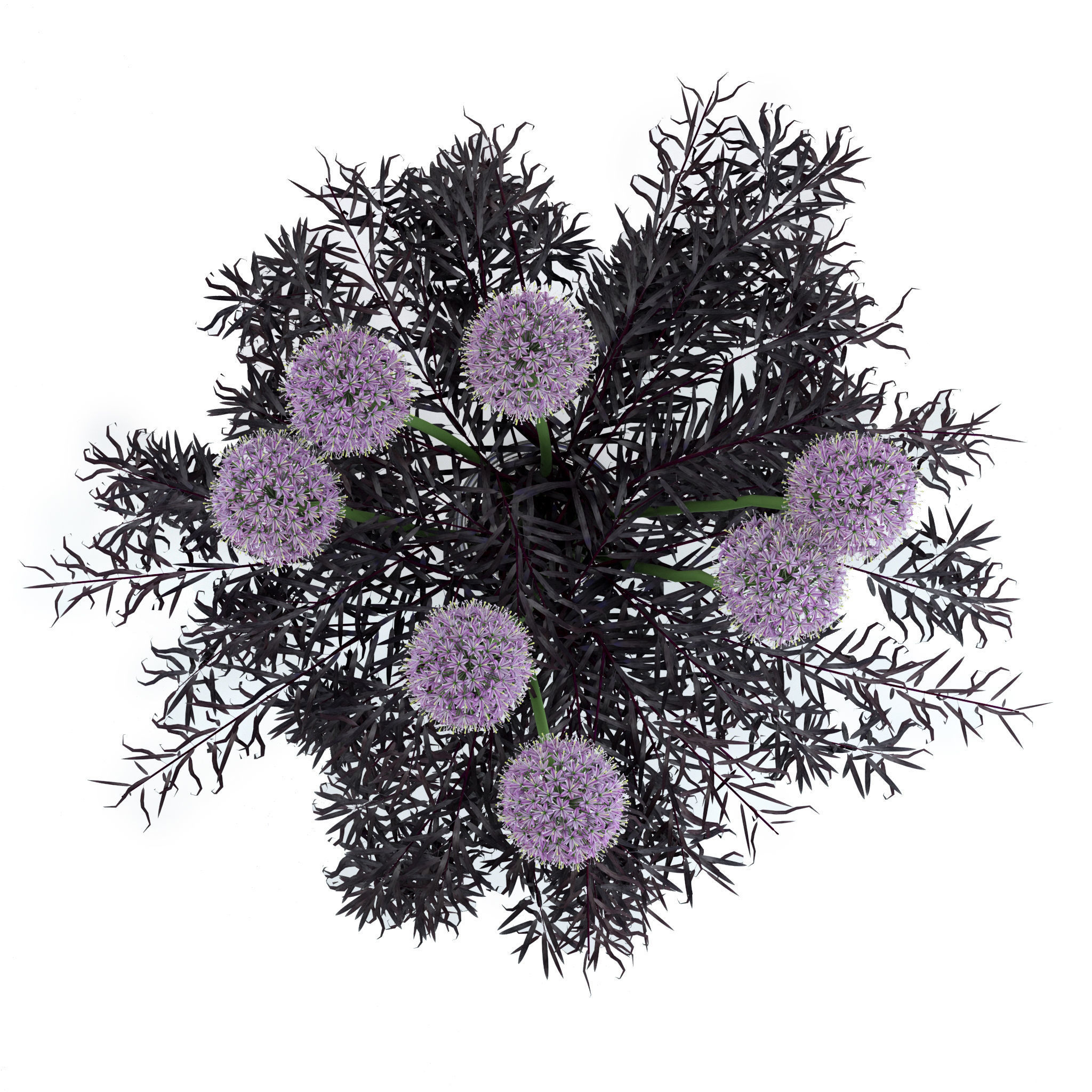 Allium and Agonis 3D model_6