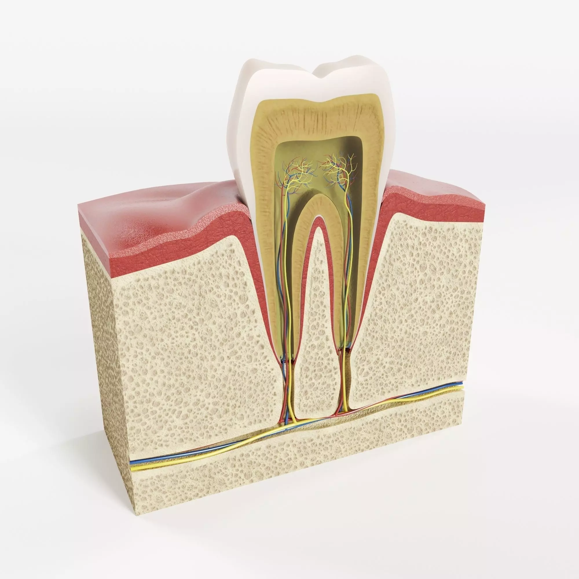Tooth structure 3D model
