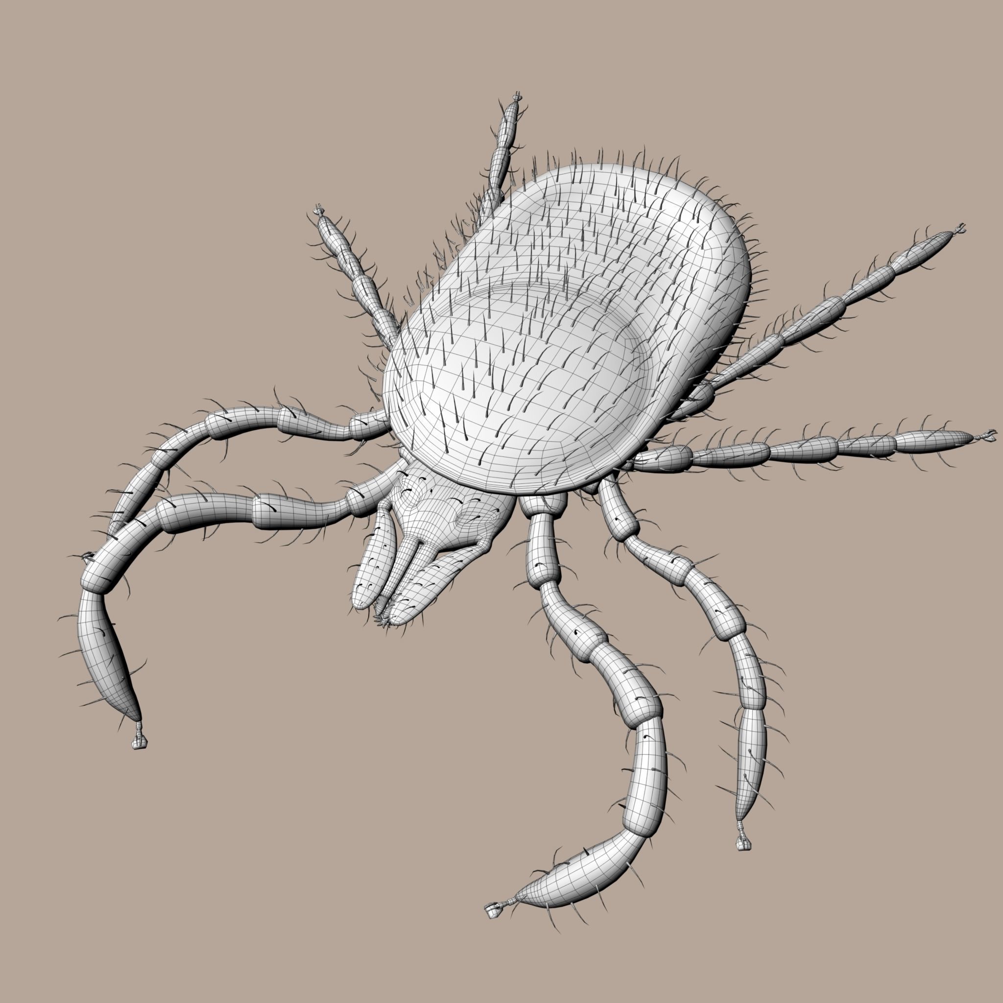 3D Tick 3D model_11