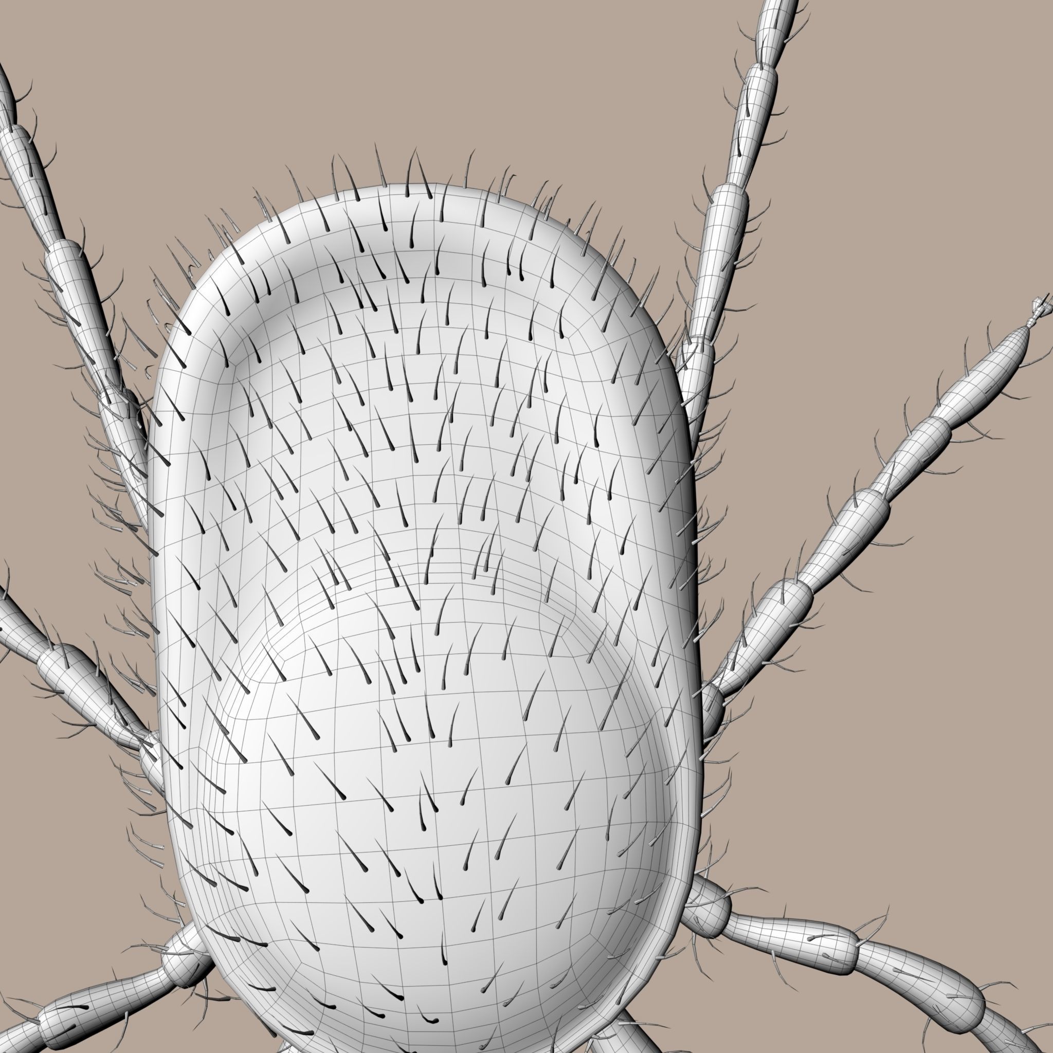 3D Tick 3D model_15