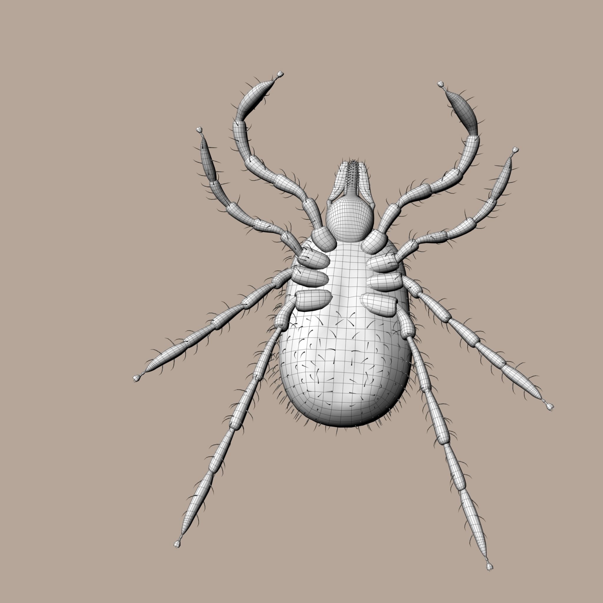 3D Tick 3D model_14
