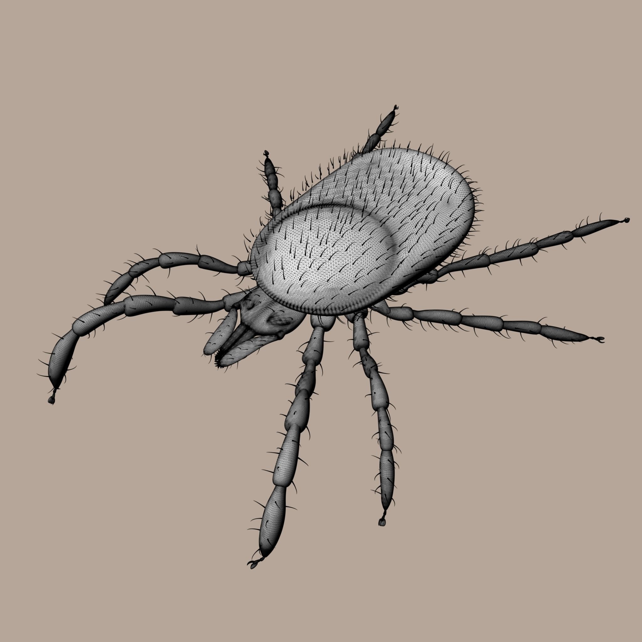 3D Tick 3D model_6