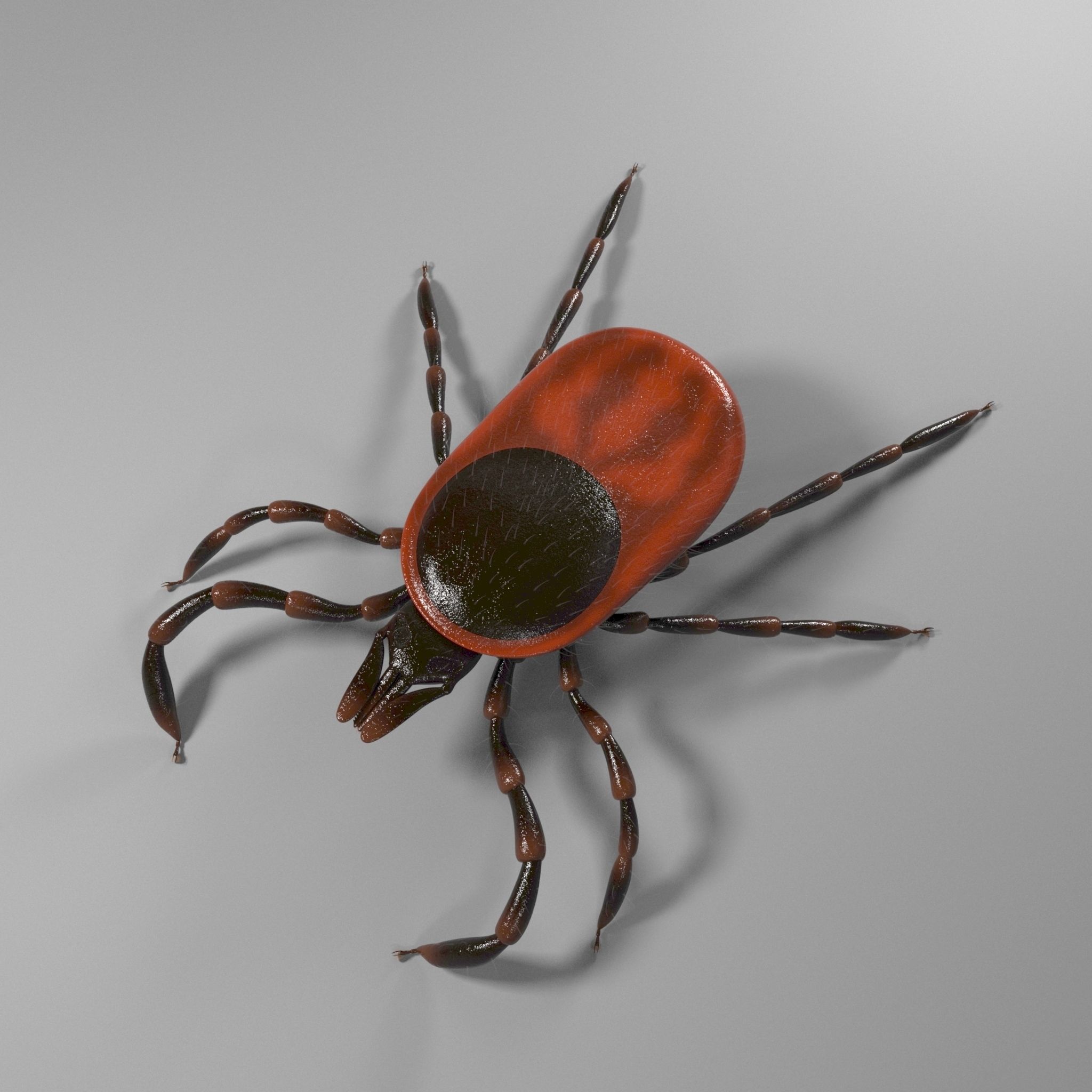 3D Tick 3D model_0