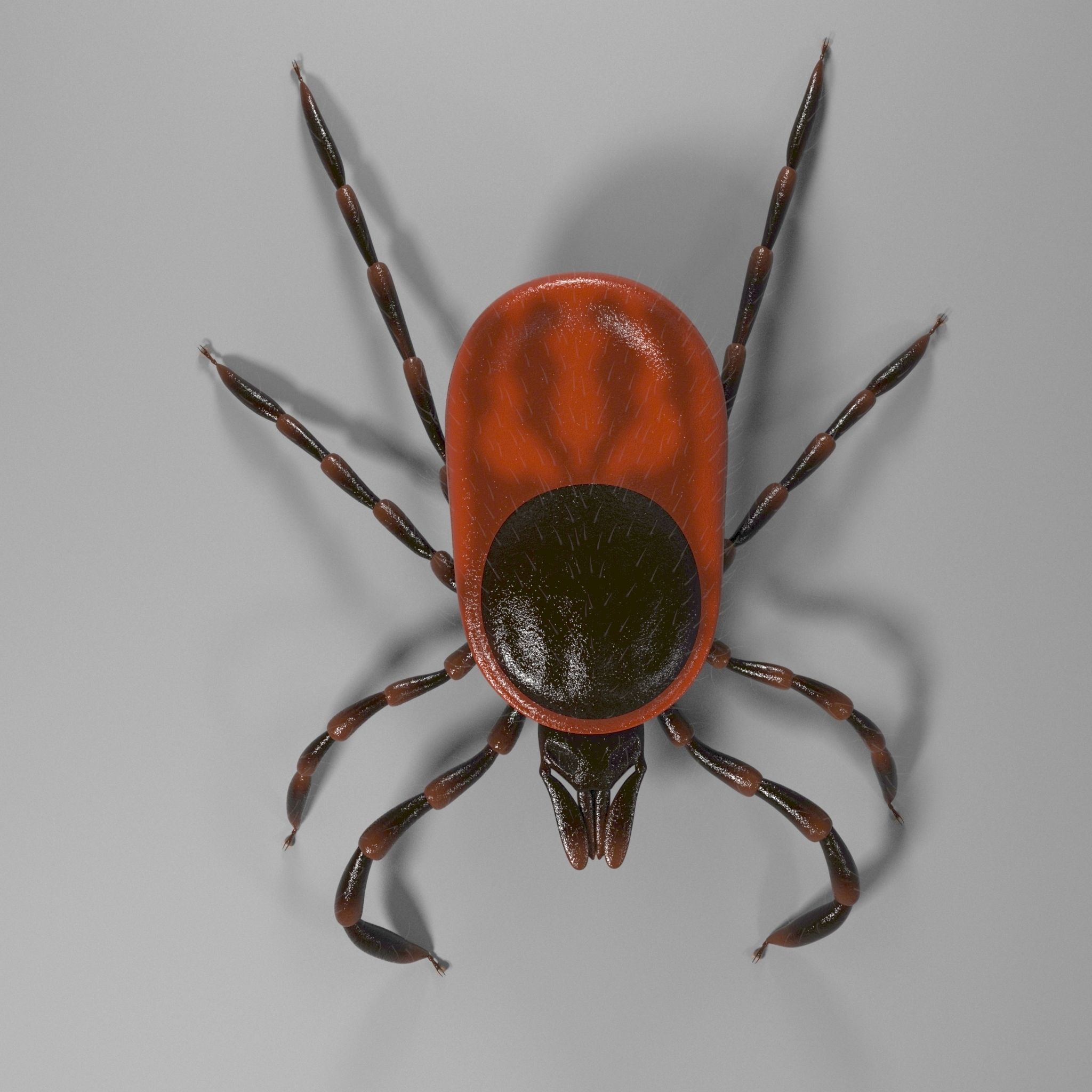 3D Tick 3D model_3