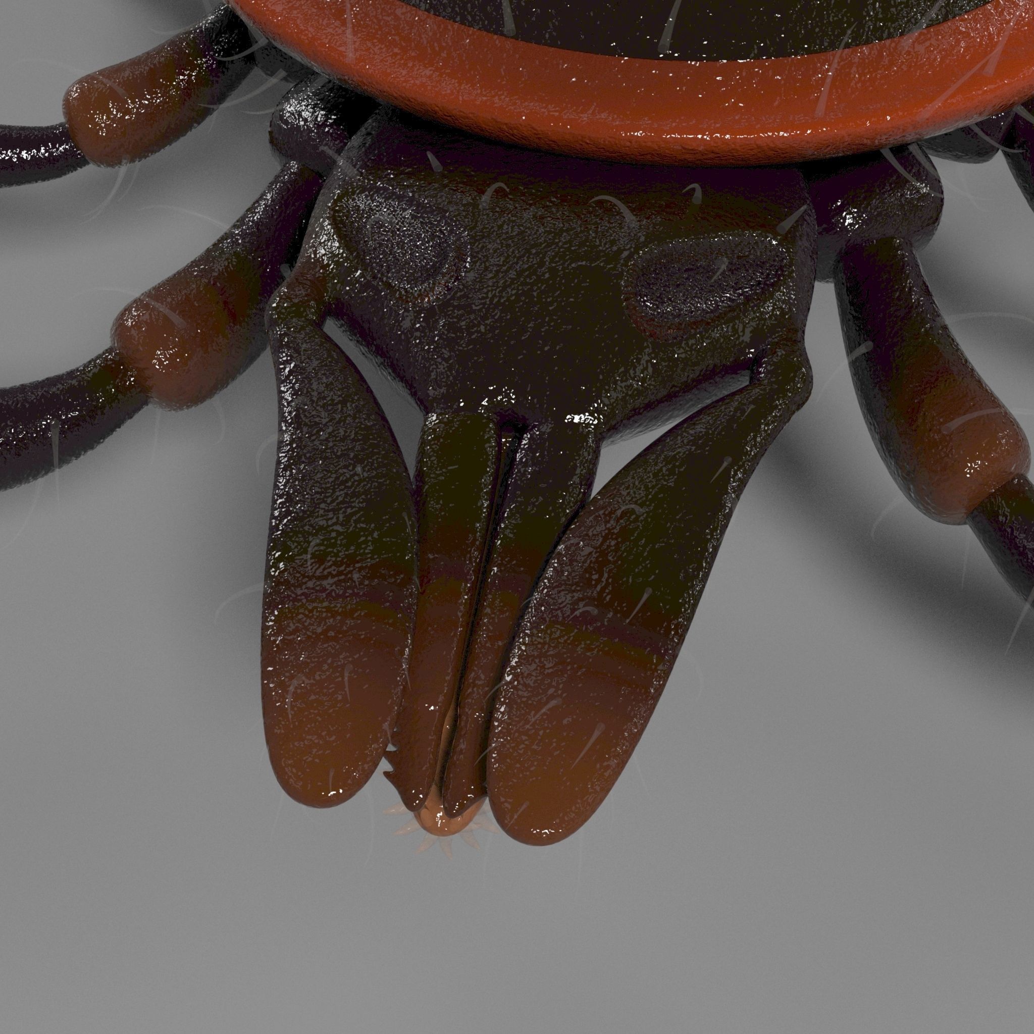 3D Tick 3D model_5