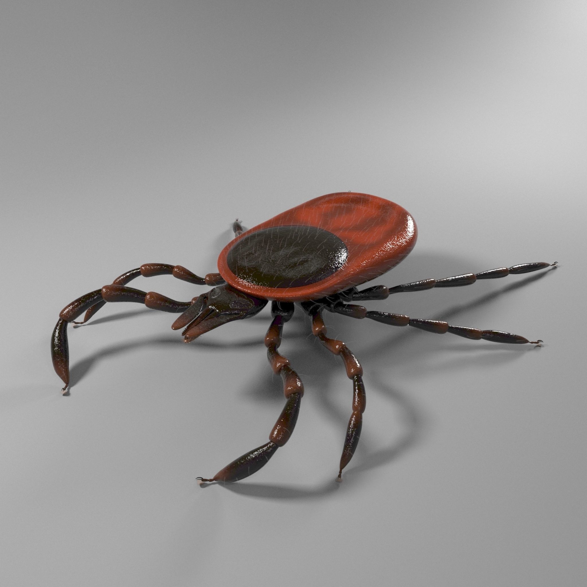 3D Tick 3D model_2