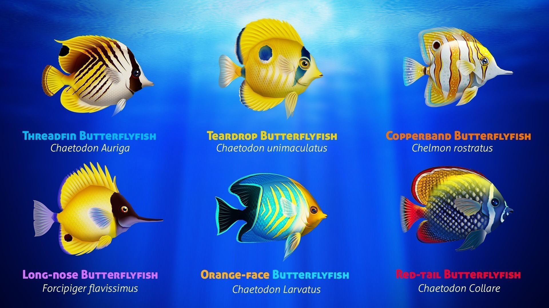Cartoon Butterflyfish  Low-poly 3D model_2