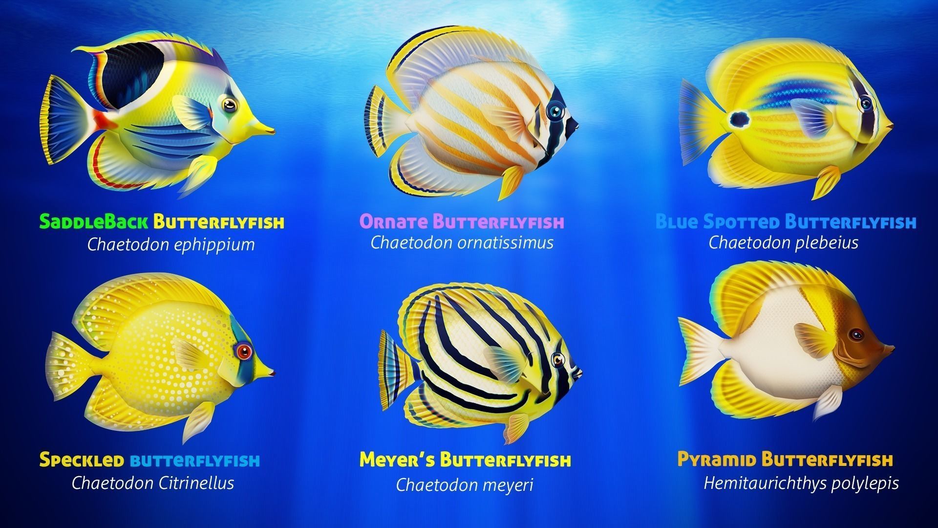 Cartoon Butterflyfish  Low-poly 3D model_3