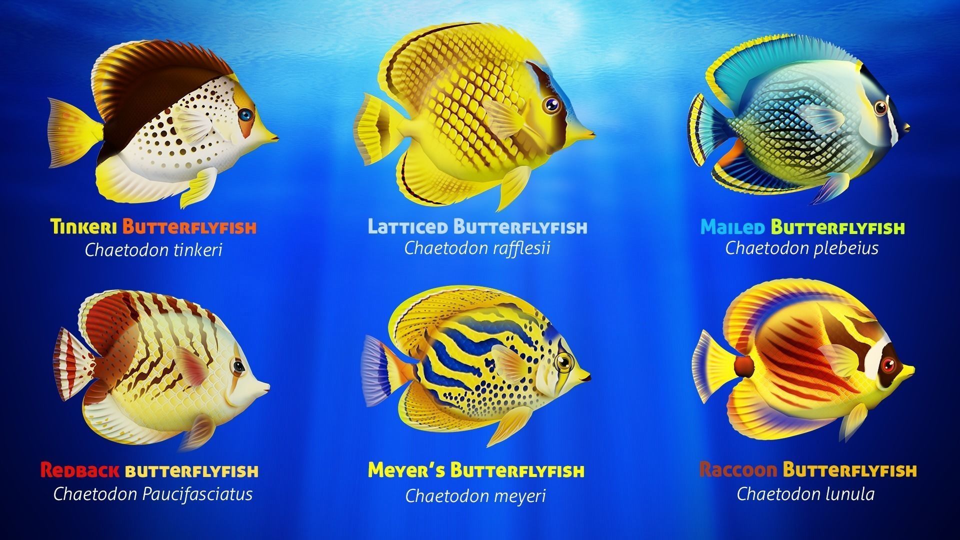 Cartoon Butterflyfish  Low-poly 3D model_5
