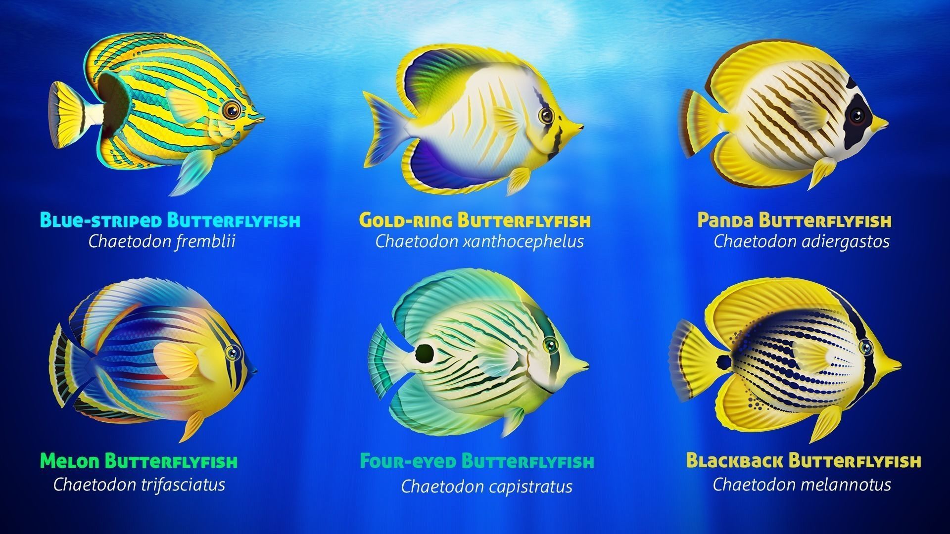 Cartoon Butterflyfish  Low-poly 3D model_4