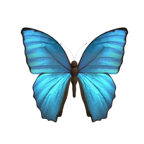 Butterfly Low-poly 3D model