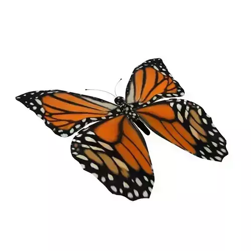 Rig Butterfly Low-poly 3D model