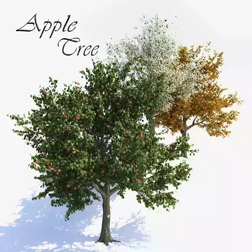 Apple Tree 1 Vray 3D model
