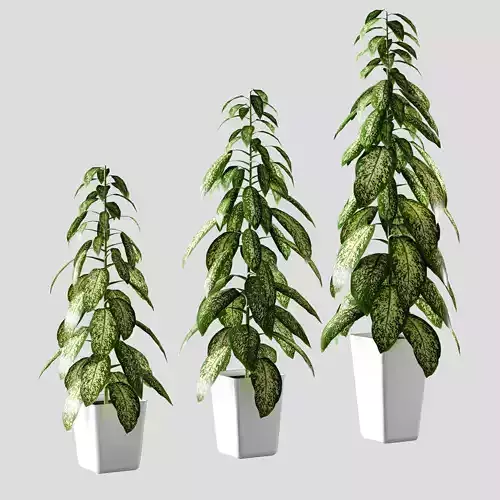 Plant in the pot - Dieffenbachia - 3 models