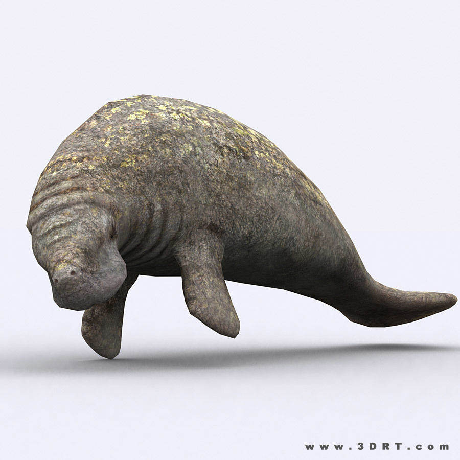 3DRT - Sealife - Manatee Low-poly 3D model_4