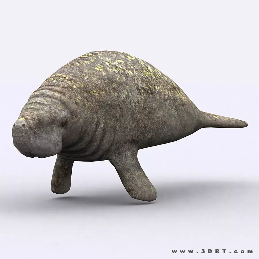 3DRT - Sealife - Manatee Low-poly 3D model_0