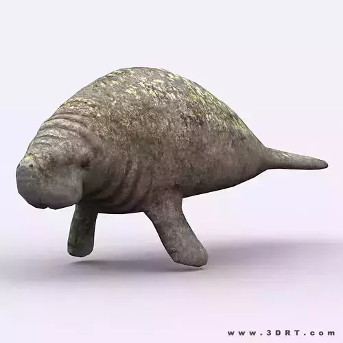 3DRT - Sealife - Manatee Low-poly 3D model