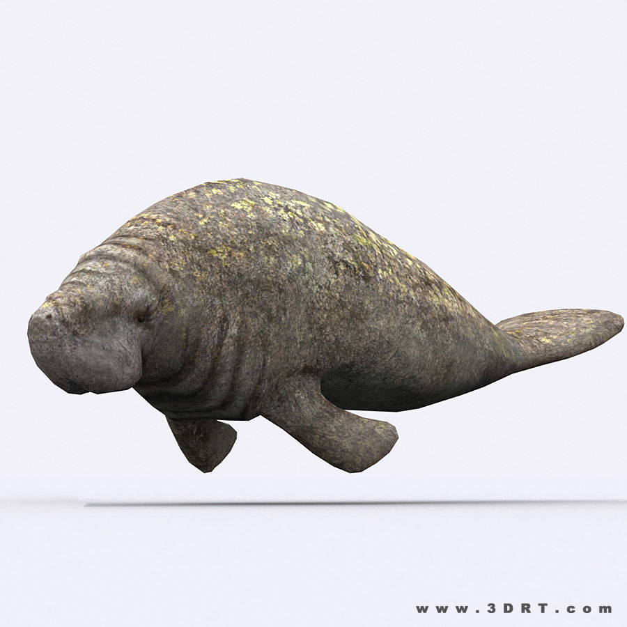 3DRT - Sealife - Manatee Low-poly 3D model_2