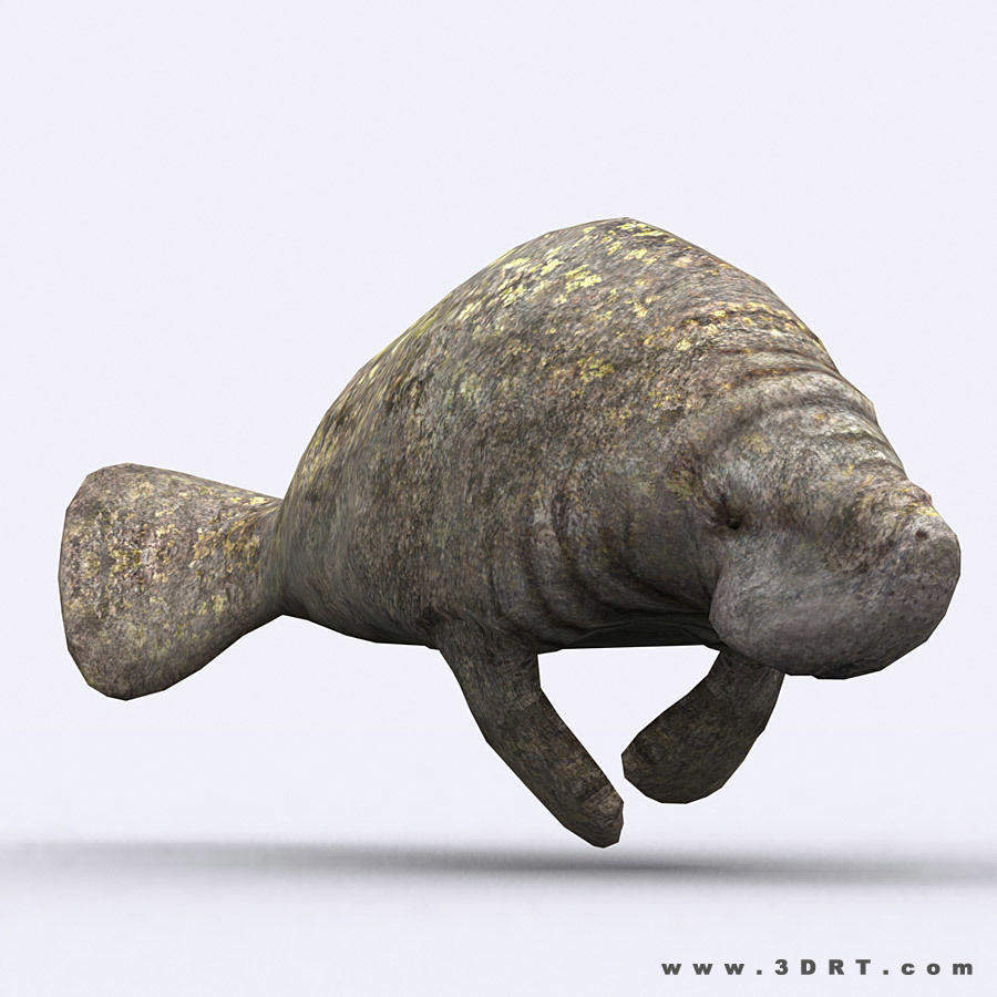 3DRT - Sealife - Manatee Low-poly 3D model_3