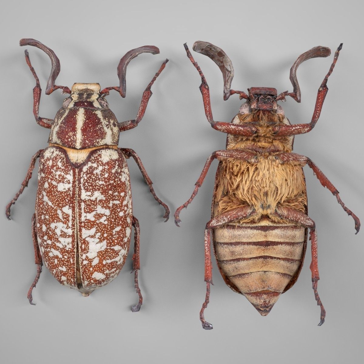 Beetle Griekse Julikever Polyphylla Fullo Low-poly 3D model_2