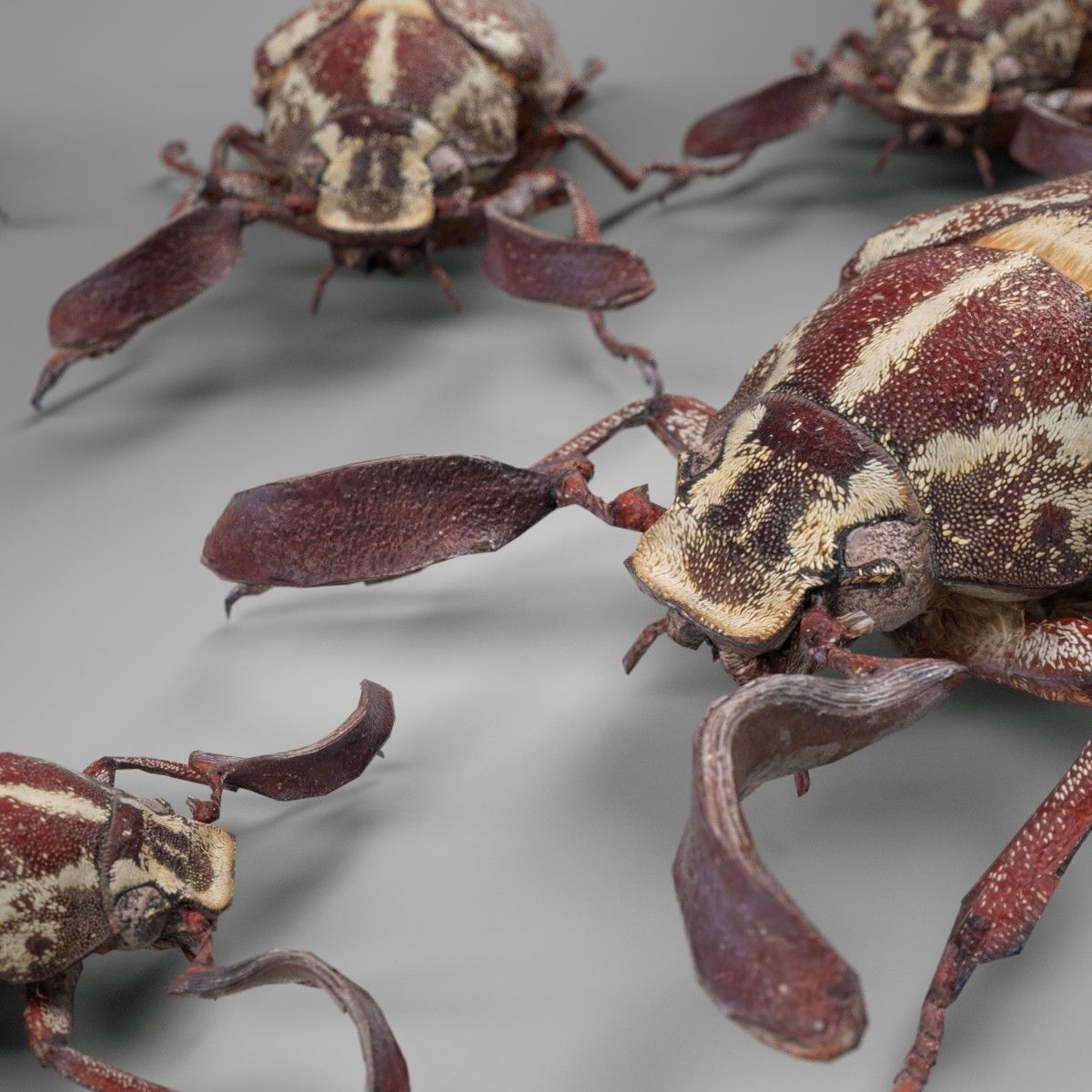 Beetle Griekse Julikever Polyphylla Fullo Low-poly 3D model_1