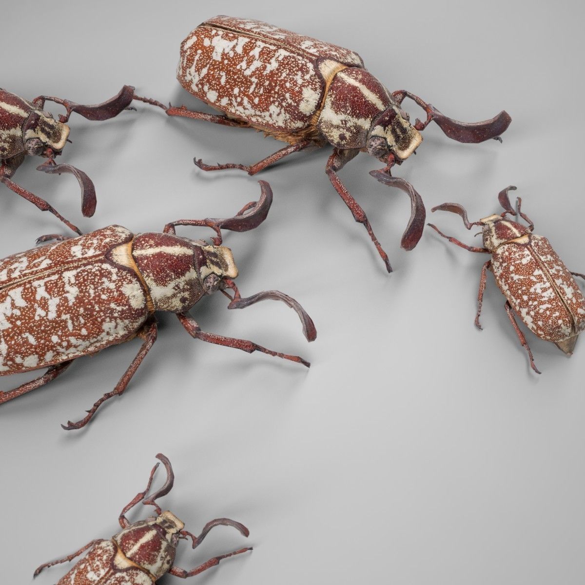 Beetle Griekse Julikever Polyphylla Fullo Low-poly 3D model_6