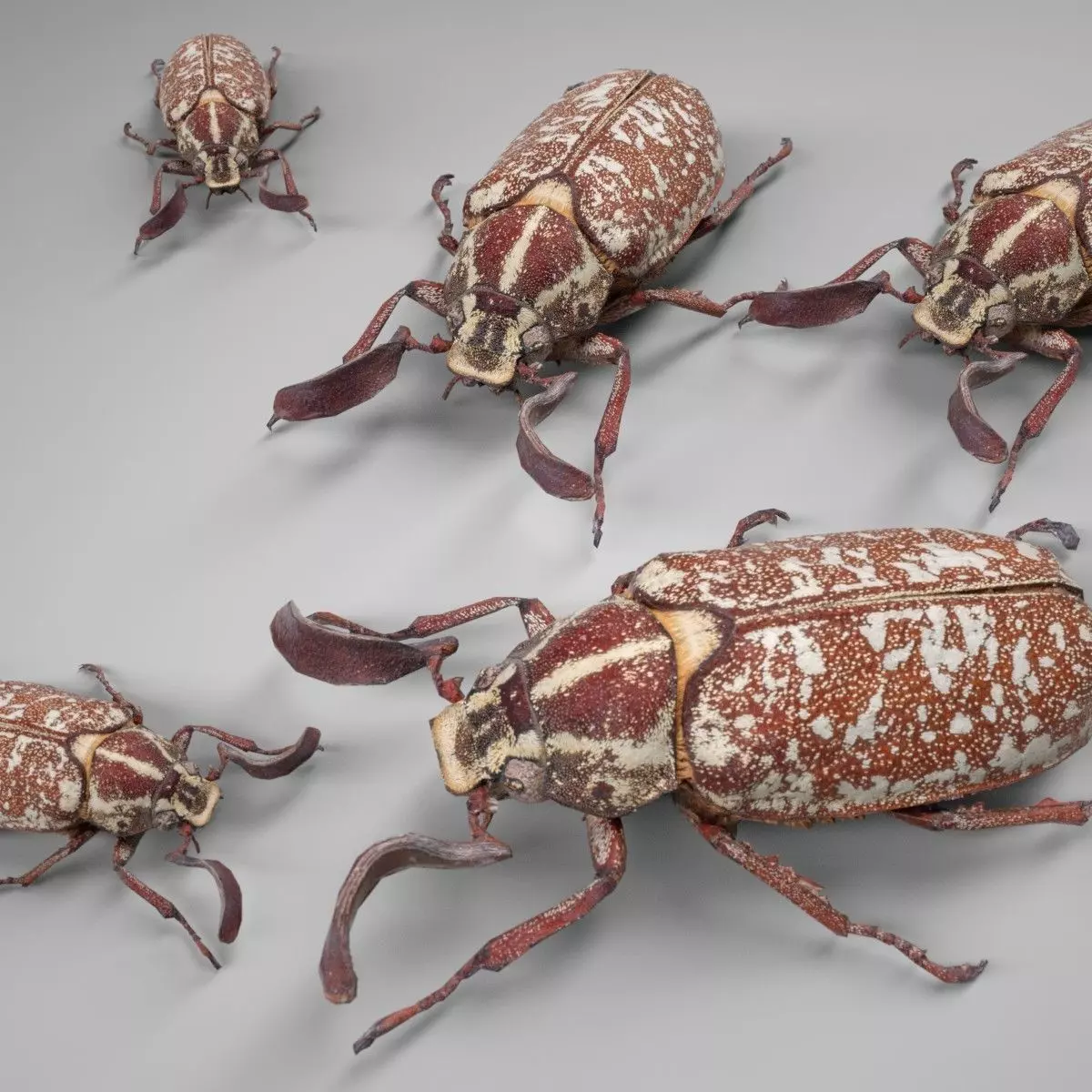 Beetle Griekse Julikever Polyphylla Fullo Low-poly 3D model_0