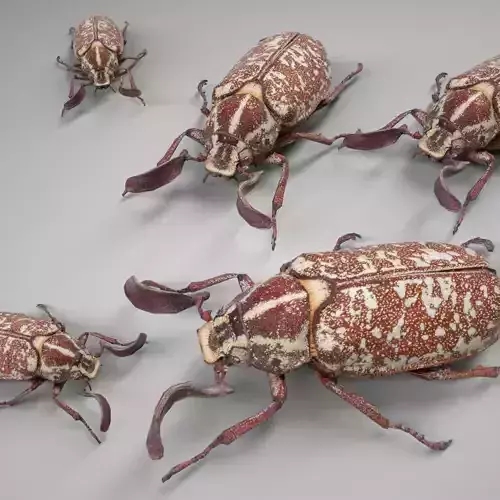 Beetle Griekse Julikever Polyphylla Fullo Low-poly 3D model