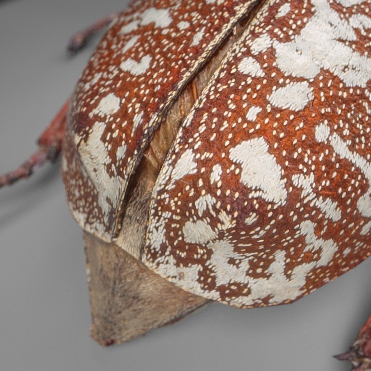 Beetle Griekse Julikever Polyphylla Fullo Low-poly 3D model_3