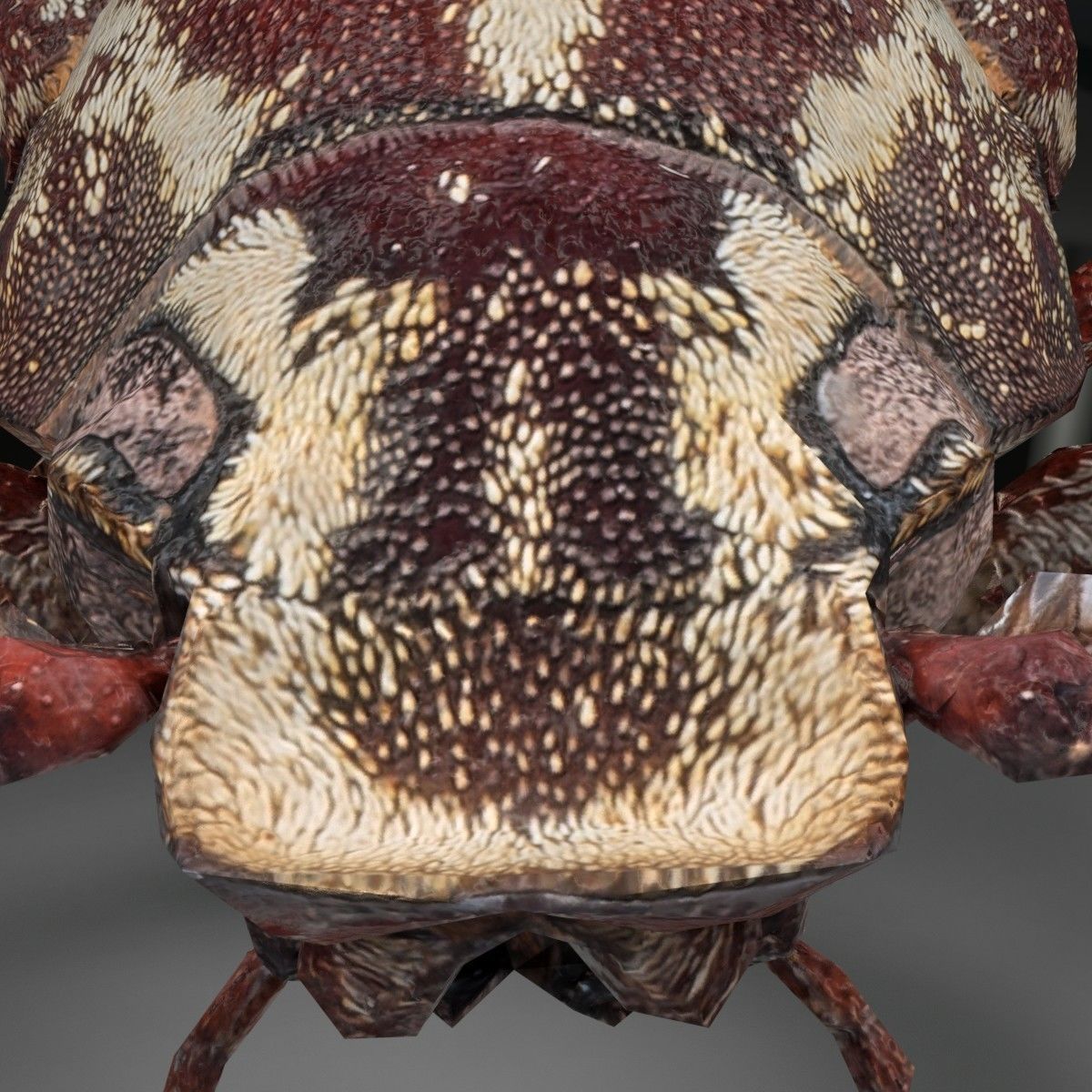 Beetle Griekse Julikever Polyphylla Fullo Low-poly 3D model_4