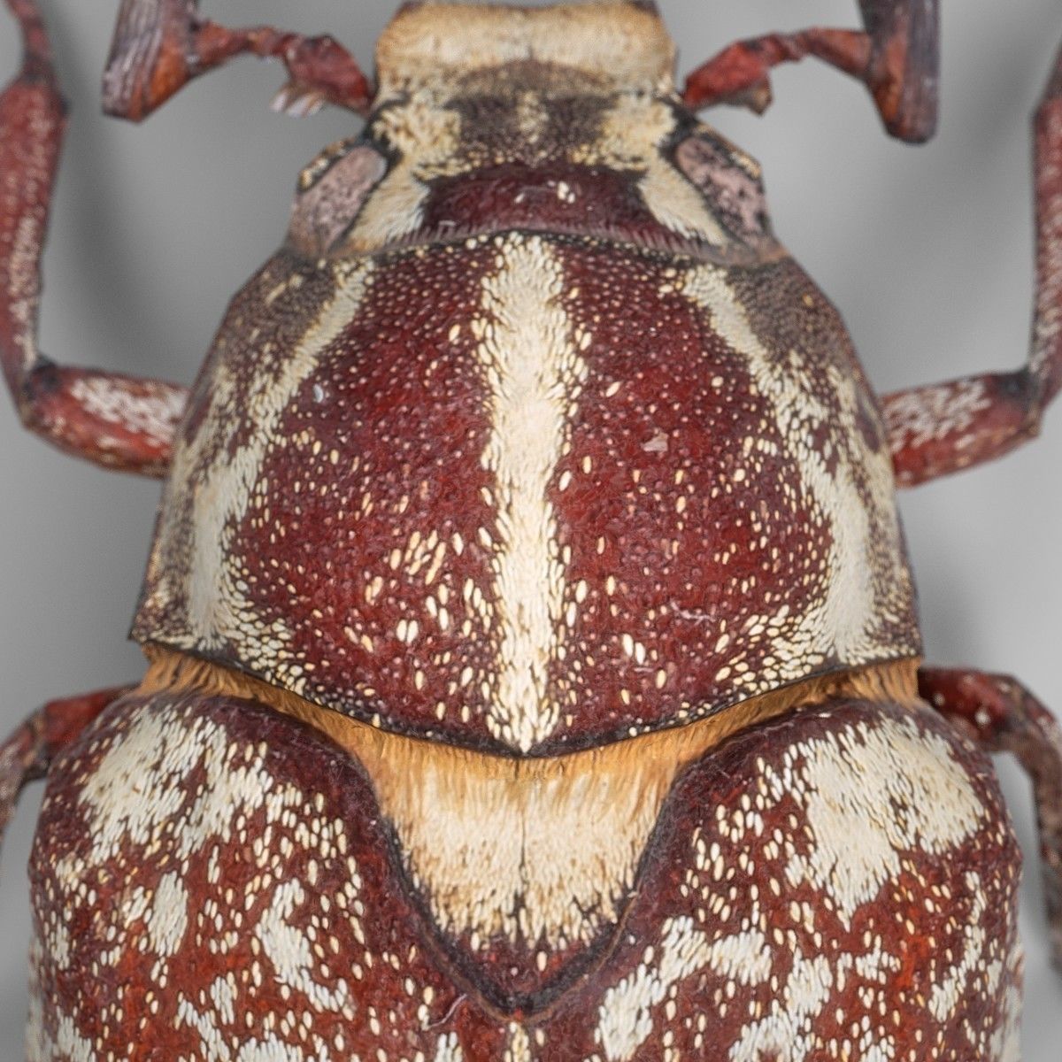 Beetle Griekse Julikever Polyphylla Fullo Low-poly 3D model_5