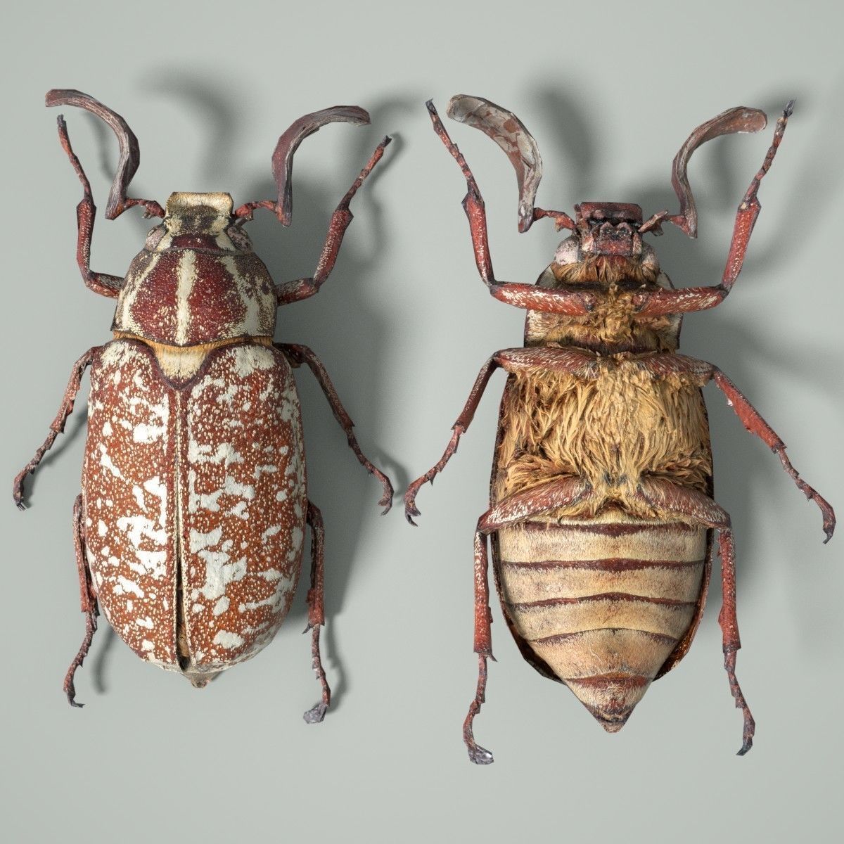 Beetle Griekse Julikever Polyphylla Fullo Low-poly 3D model_8