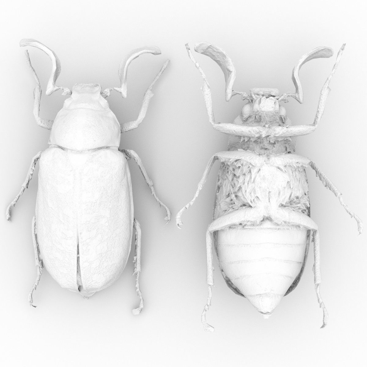 Beetle Griekse Julikever Polyphylla Fullo Low-poly 3D model_7