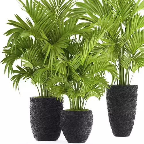 Howea Forsteriana Palm 3D model