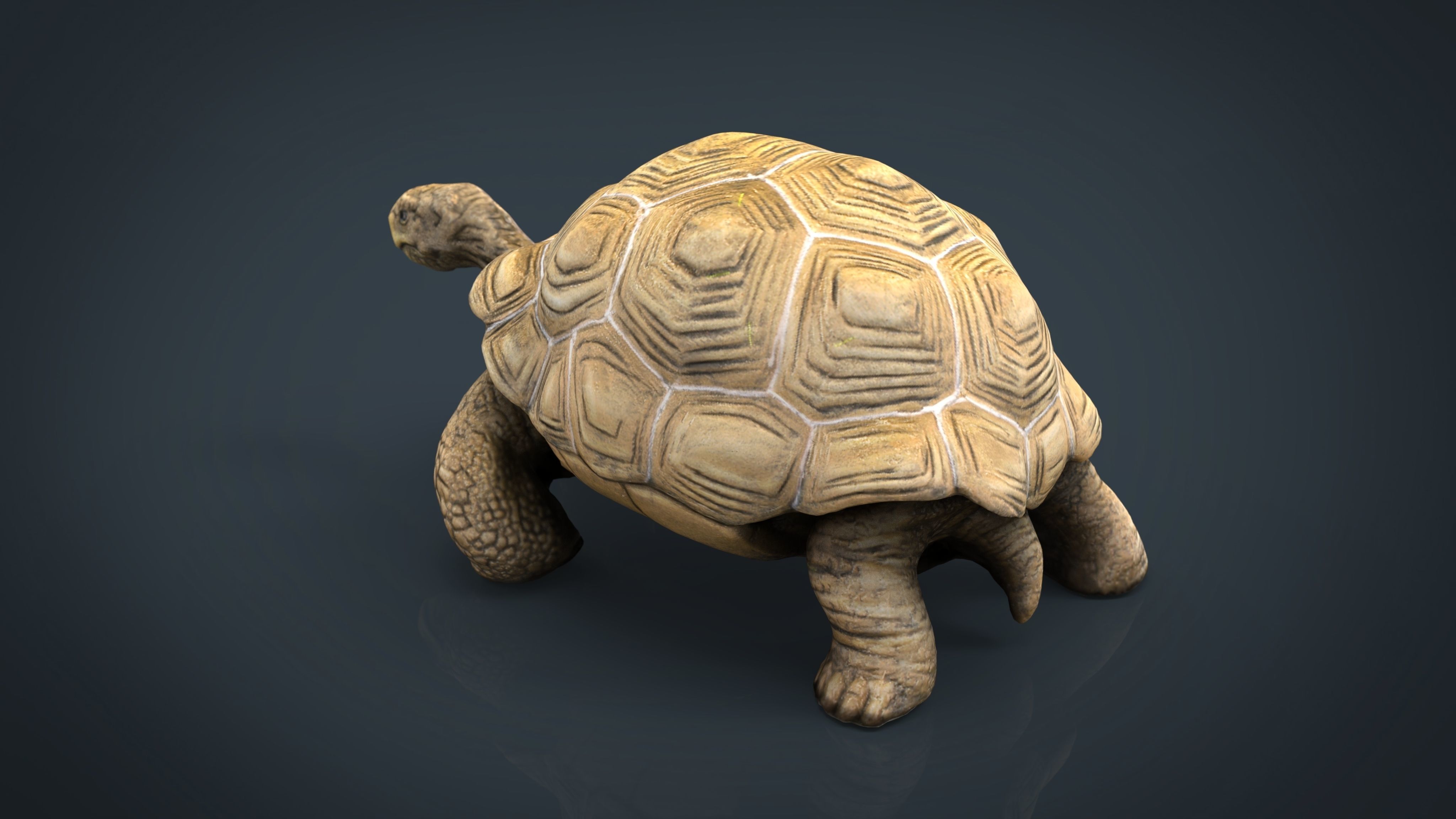 Giant Tortoise 3D model_10