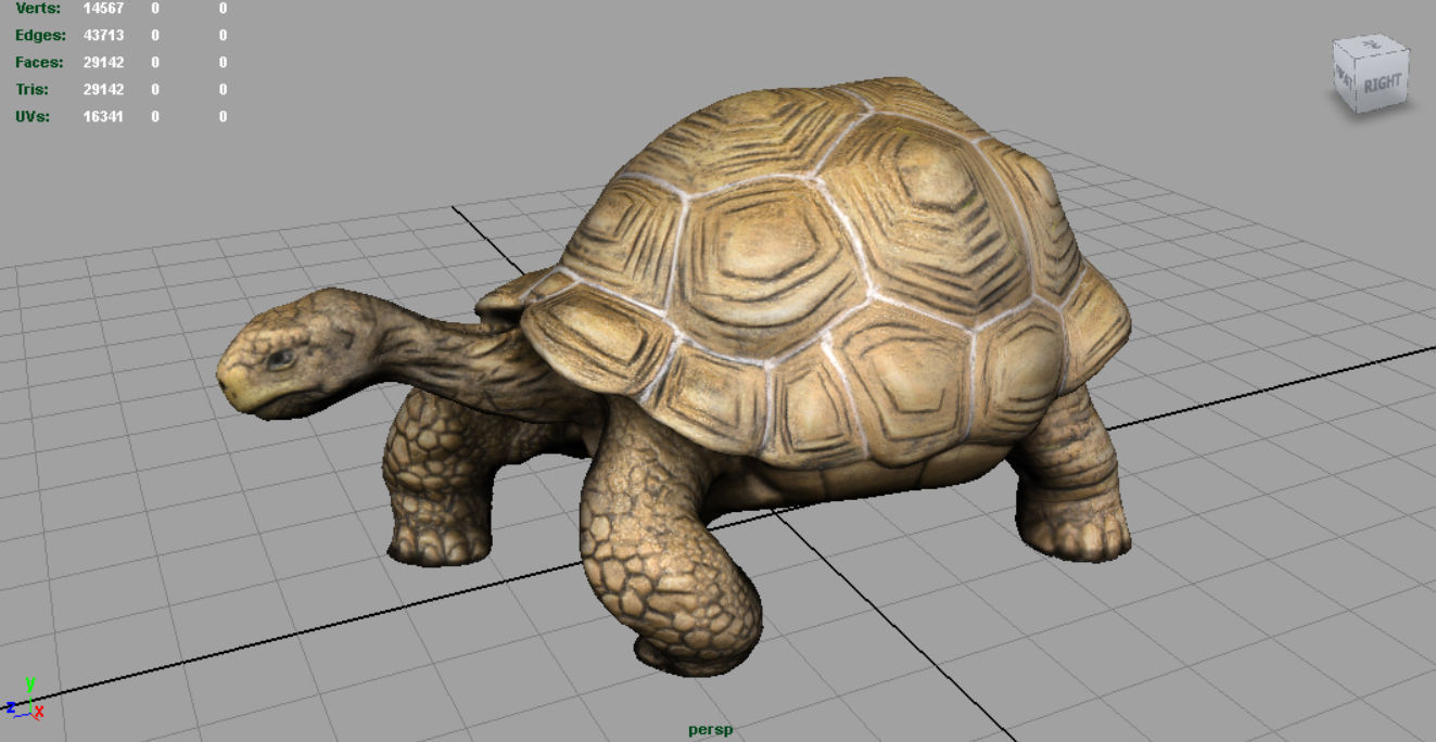 Giant Tortoise 3D model_2