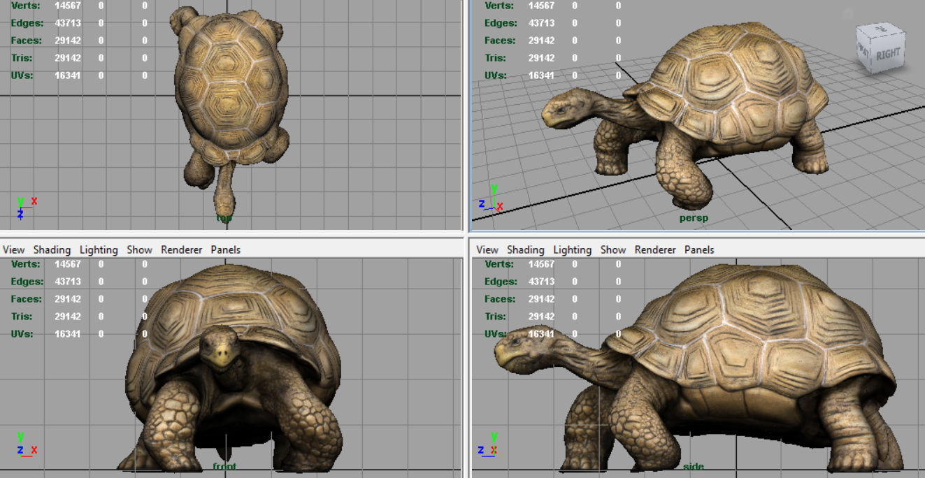 Giant Tortoise 3D model_6