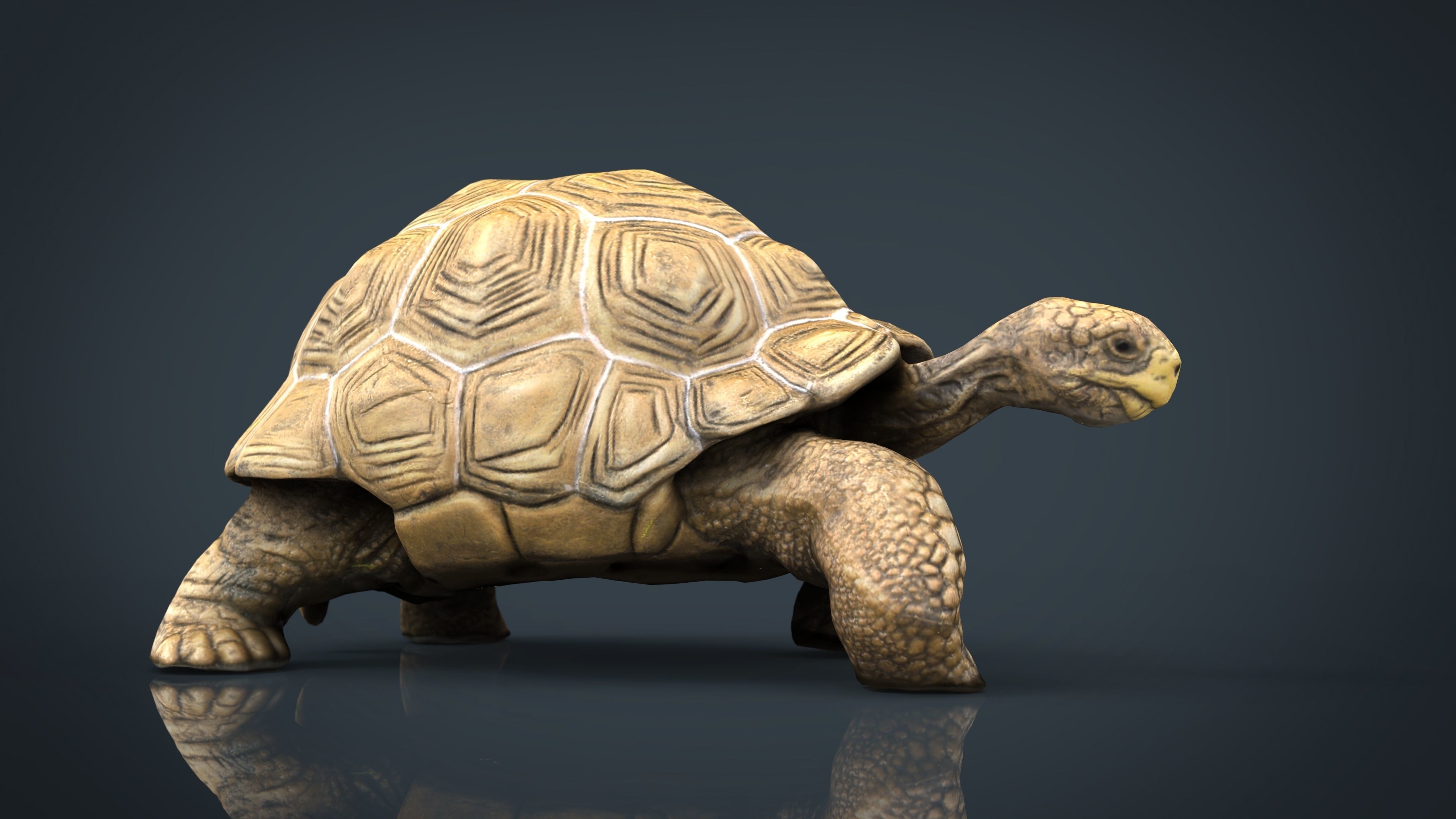 Giant Tortoise 3D model_11