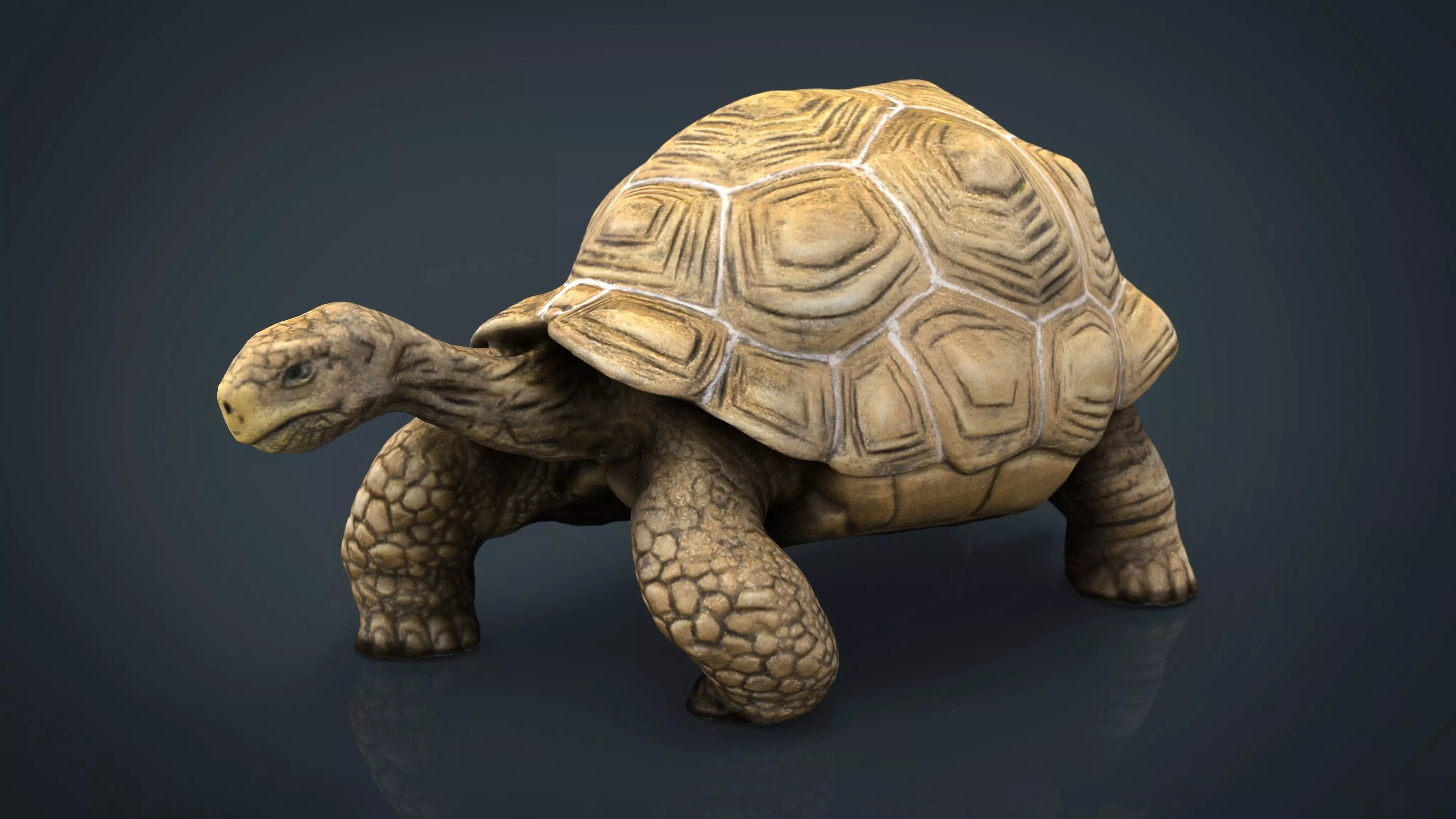 Giant Tortoise 3D model_0