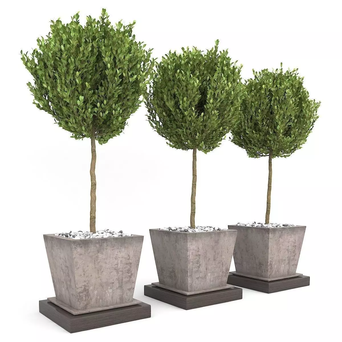 Boxwood - Set-8 three trees in concrete pots 3D model_0