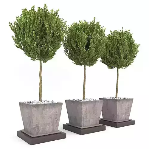 Boxwood - Set-8 three trees in concrete pots 3D model Boxwood - Set-8 three trees in concrete pots 3D model