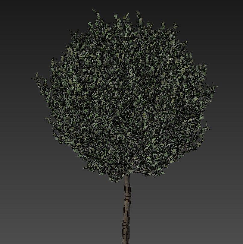 Boxwood - Set-8 three trees in concrete pots 3D model_5