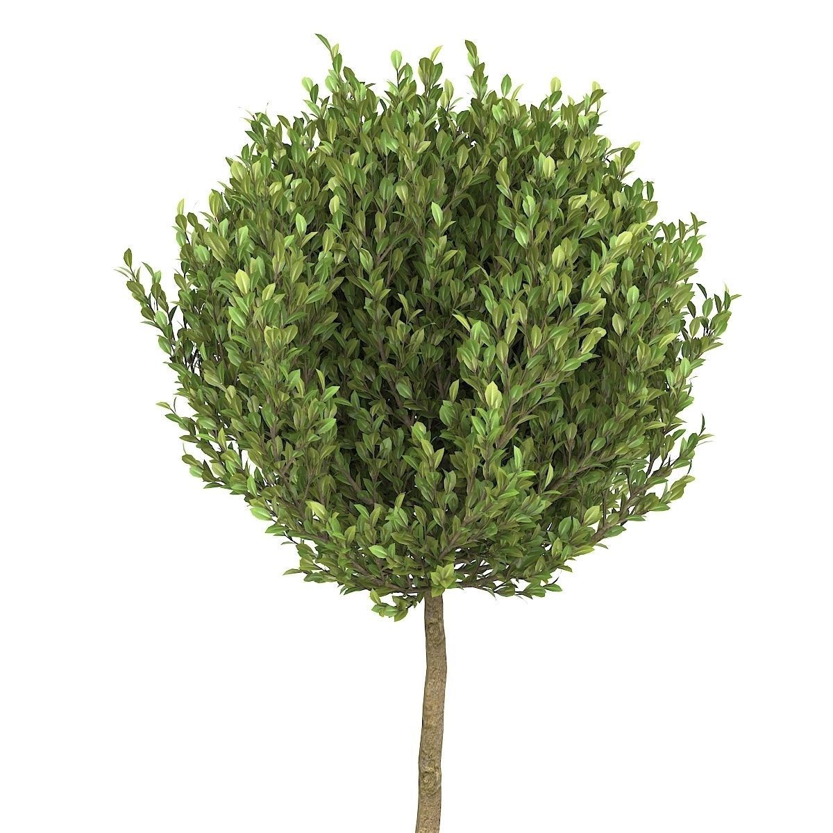 Boxwood - Set-8 three trees in concrete pots 3D model_2