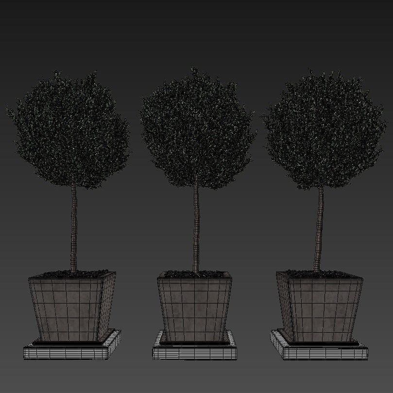 Boxwood - Set-8 three trees in concrete pots 3D model_3