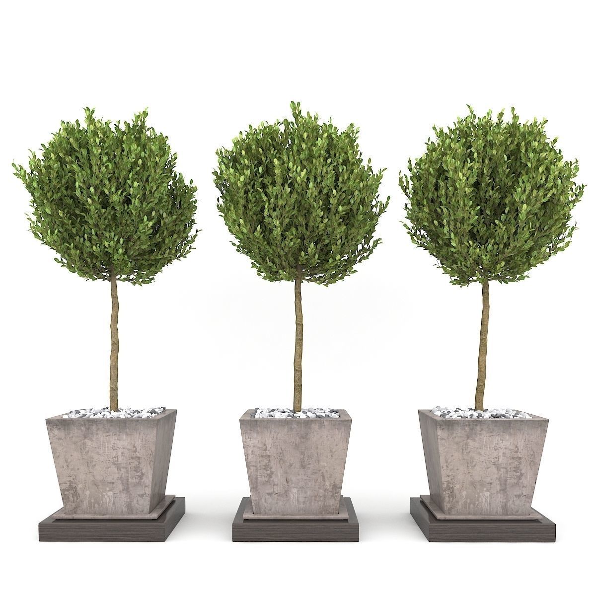 Boxwood - Set-8 three trees in concrete pots 3D model_1